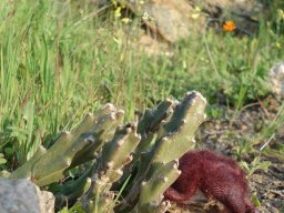 Stapelia hirsuta var. hirsuta exhibiting its own versatility